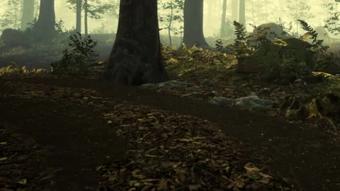 Forest path with trees and plants during early morning light Stock Footage 343941683