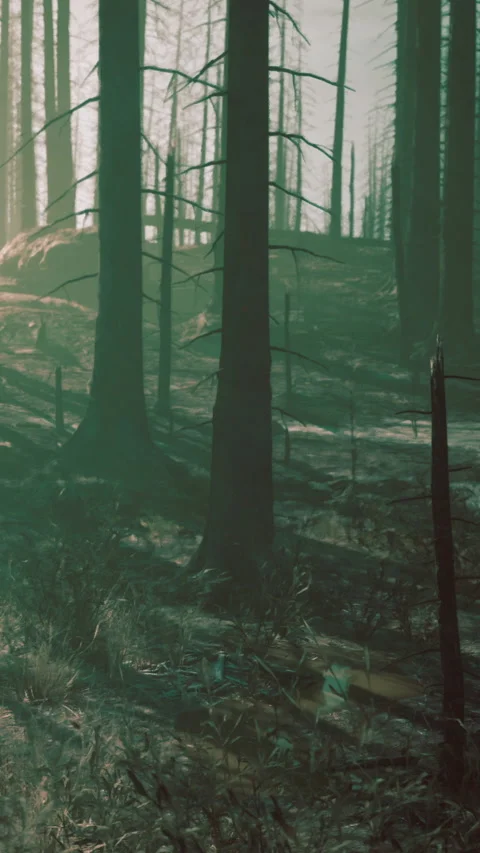 Forest path with trees and shadows during early morning light in autumn Stock Footage 342343164
