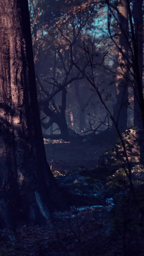 Forest path with trees and shadows in early morning light Stock Footage 342943294