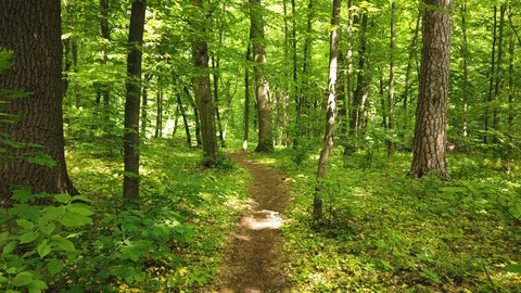 Forest with path, trees and sun Stock Footage 109041436
