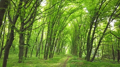 Forest with path, trees and sun Stock Footage 109042203