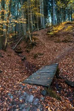 Forest path with trees in autumn Stock Photos