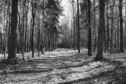 Forest path with trees in black and white Stock Photos