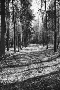 Forest path with trees in black and white Stock Photos