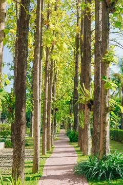 A forest path with trees on either side in a summer day. Foto stock