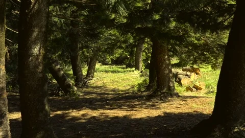 Forest Path with Trees in Natural Sunlight Vídeos de archivo 327566208