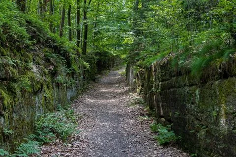 Forest path with trees over stone walls Stock Photos