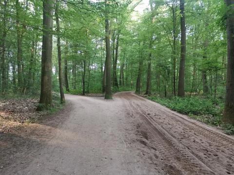 Forest path with trees paved road Stock Photos