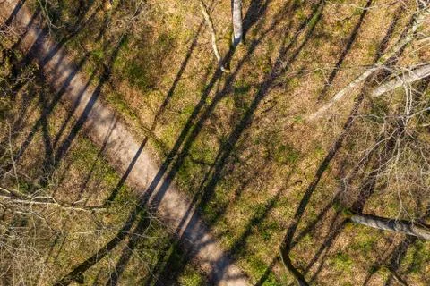 Forest path with trees Stock Photos