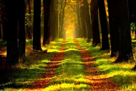Forest Path Trees Sunlit Autumn Woods Stock Photos