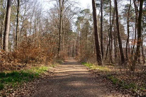 Forest path with trees on a sunny day in spring Stock Photos