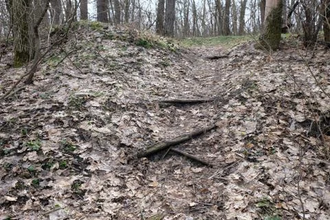 Forest path of twigs Stock Photos