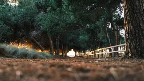 Forest Path at Twilight Stock Photos