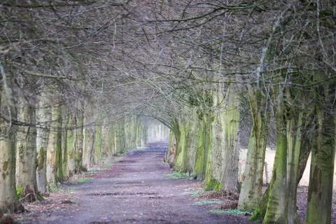 A forest path under bare branches Stock Photos