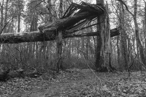 Forest path under a broken tree Stock Photos