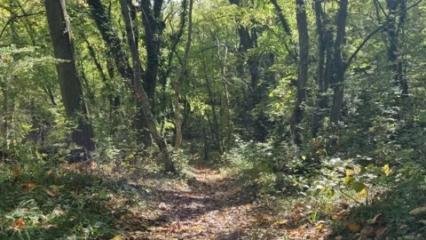 Forest path under green trees with soft sunlight and shadows Stock Footage 320521373
