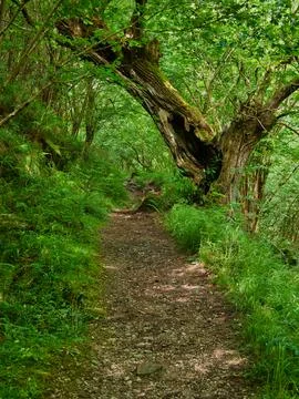 Forest Path Under Natural Archway of Tree - Vertical shot of a woodland tra.. Stock Photos