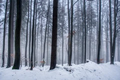 Forest path under snow in  mountains with fog, with spruce forest, Beskydy mo Stock Photos