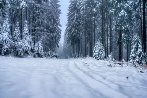 Forest path under snow  in mountains with fog, with spruce forest, Beskydy mo Stock Photos