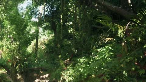Forest path under sunlight with green vegetation and tall trees Stock Footage 345058714