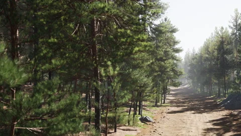 Forest path under tall trees in bright daylight Stock Footage 344383949