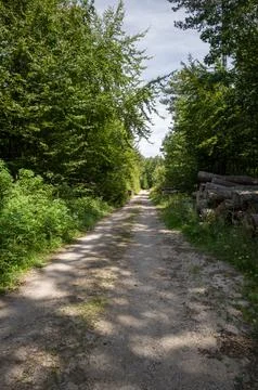 Forest Path to the Unknown Stock Photos