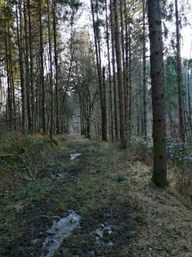 Forest-path  / view back in wilderness [ SERIE # 18/20] Stock Photos