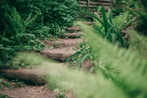 Forest path in the village Stock Photos