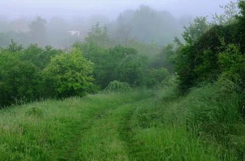 Forest path to the village Stock Photos