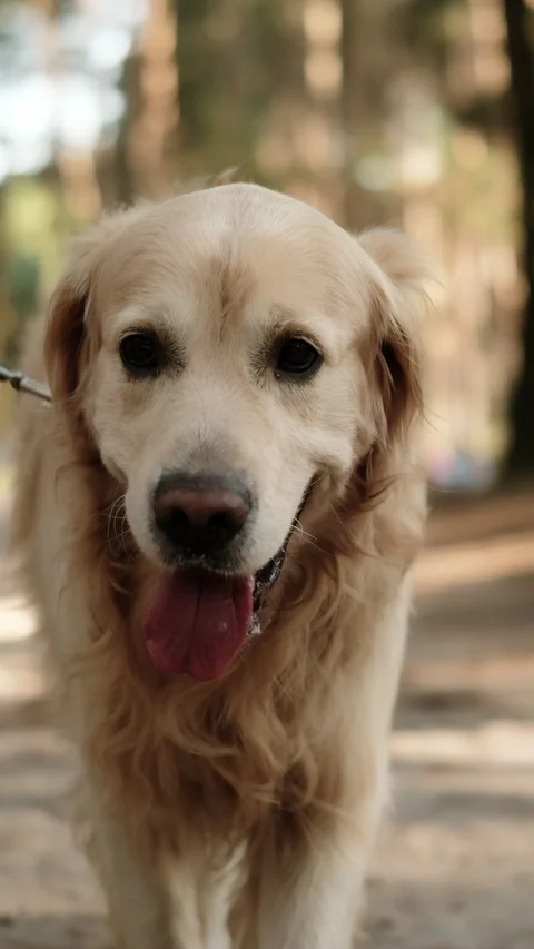 Forest Path Walk With Happy Golden Retriever Dog Vídeo Stock 341570862