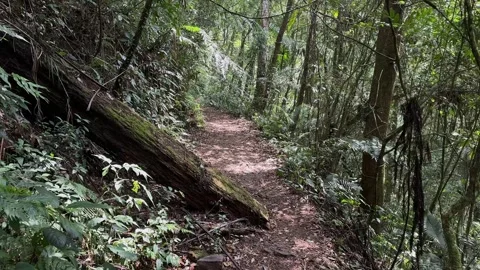 Forest Path Walk, Lush Green Jungle Environment, POV Tracking Shot Video stock 324851953