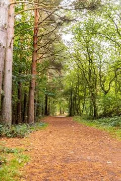 Forest Path Walk Stock Photos