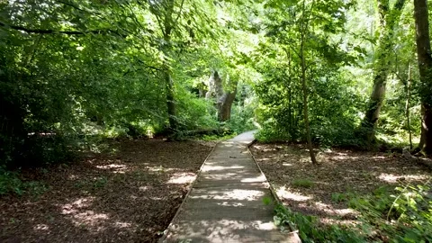Forest Path Walk Through - Drone, Nature Stock Footage 137861743