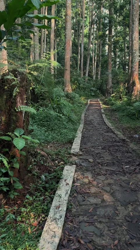 Forest Path Walking, Lush Green Trees, Serene Woodland, Vertical POV Shot Stock Footage 321103975