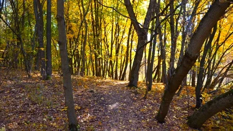 Forest path way Stock Footage 97409694