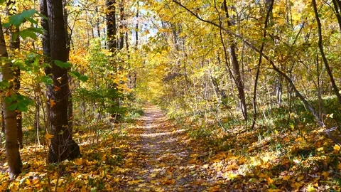 Forest path way Stock Footage 97413035