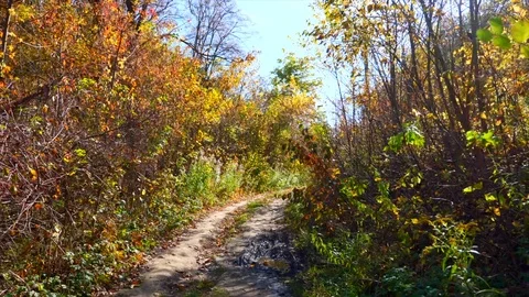 Forest path way Stock Footage 97413455