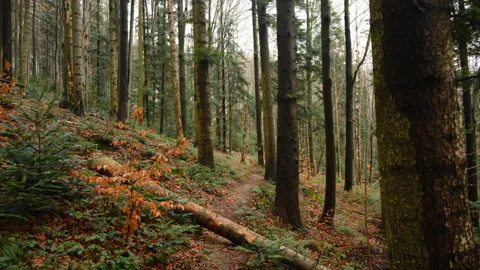 Forest path is wet from rain at early spring Stock Footage 326100511