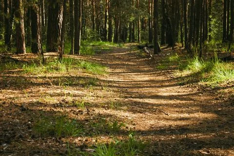 A forest path on which cones lie passes between pine tree trunks and grass Stock Photos