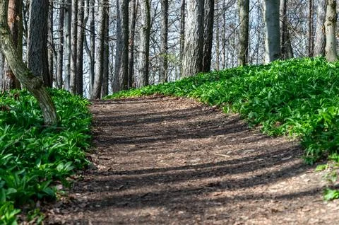 Forest path with wild garlic Foto stock