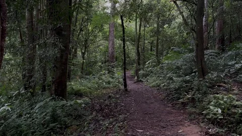 Forest Path Winding Through Dense Tropical Jungle, Static Shot Stock Footage 324497137