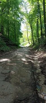 A forest path winding through a dense forest Stock Photos