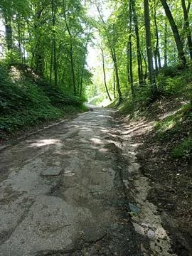 A forest path winding through a dense forest Stock Photos