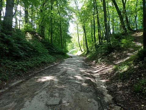 A forest path winding through a dense forest Stock Photos