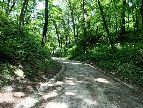 A forest path winding through a dense forest Stock Photos
