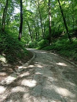 A forest path winding through a dense forest Stock Photos
