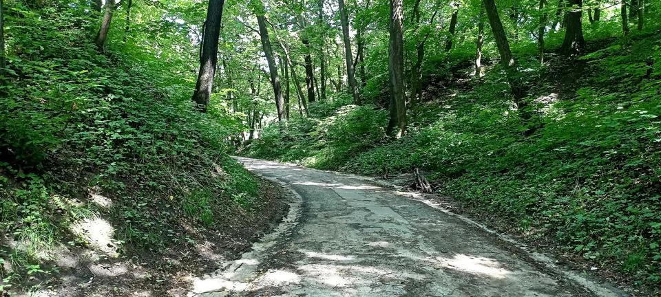 A forest path winding through a dense forest Stock Photos