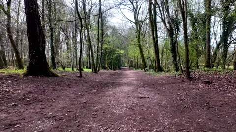 Forest path winding through green spring woods. POV, Push Forward Stock Footage 333470702