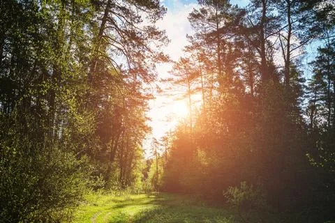 Forest path winding through green trees. Sunlit park landscape. Outdoor escap Stock Photos
