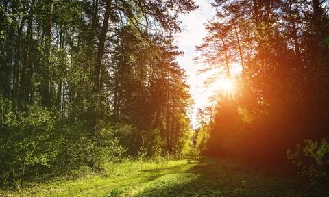 Forest path winding through green trees. Sunlit park landscape. Outdoor escap Stock Photos